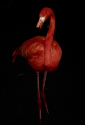 flamingo